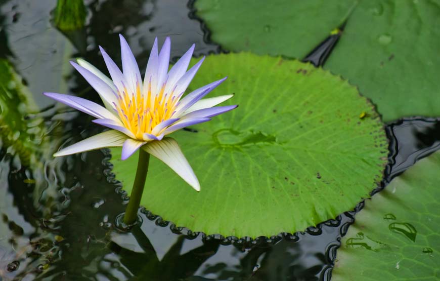 Waterlily © rosemaryandporkbelly.co.uk