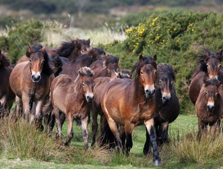 Exmoor Ponies © Heather Lowther/ENPA