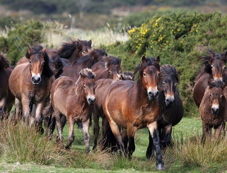 Exmoor Ponies © Heather Lowther/ENPA