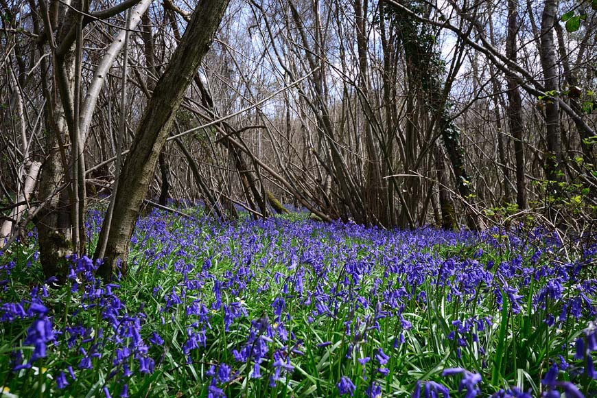 Bluebells, Clapham Woods West Sussex © rosemaryandporkbelly