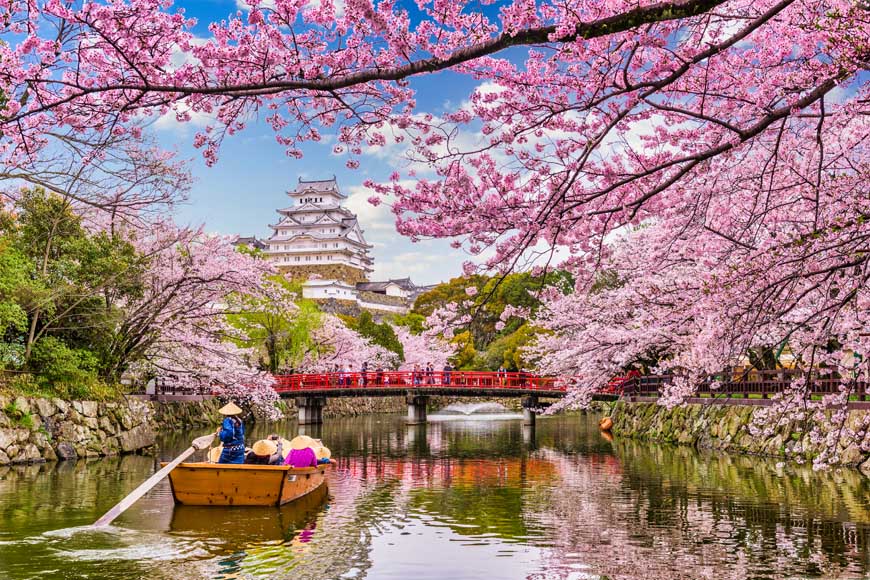 Cherry blossom Japan © Lê Tuấn Hùng, PxHere