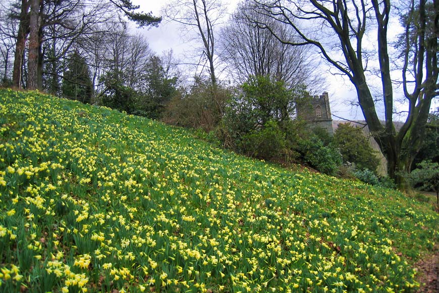 Daffodils at Doras Field Cumbria © Graham Chastney, Flickr