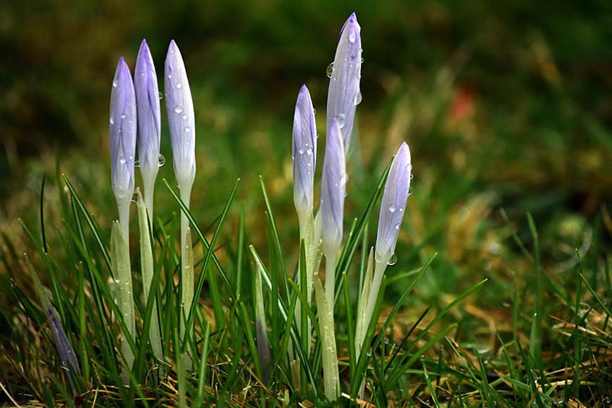 Purple crocus buds - West Dean Gardens West Sussex © rosemaryandporkbelly.co.uk