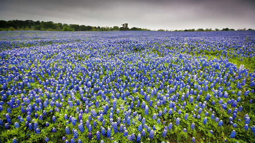 Texas Bluebonnets © Jeff Pang, Flicker