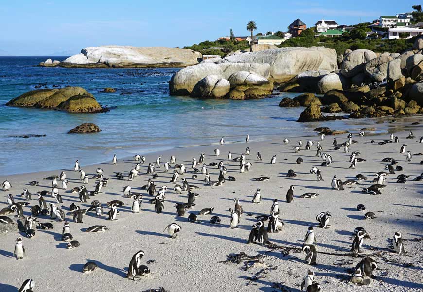 Boulders Beach South Africa © Kallerna, Wikimedia