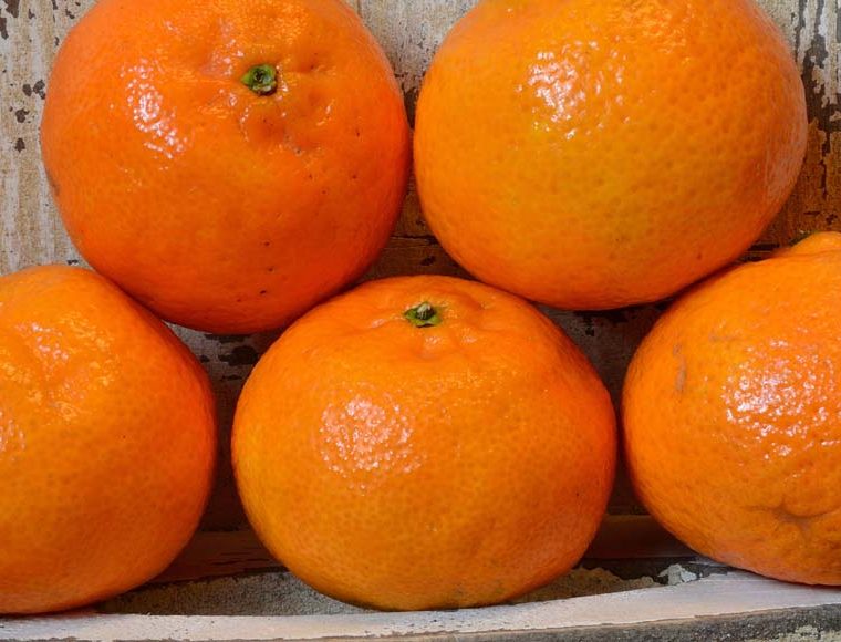 Clementines © rosemaryandporkbelly.co.uk