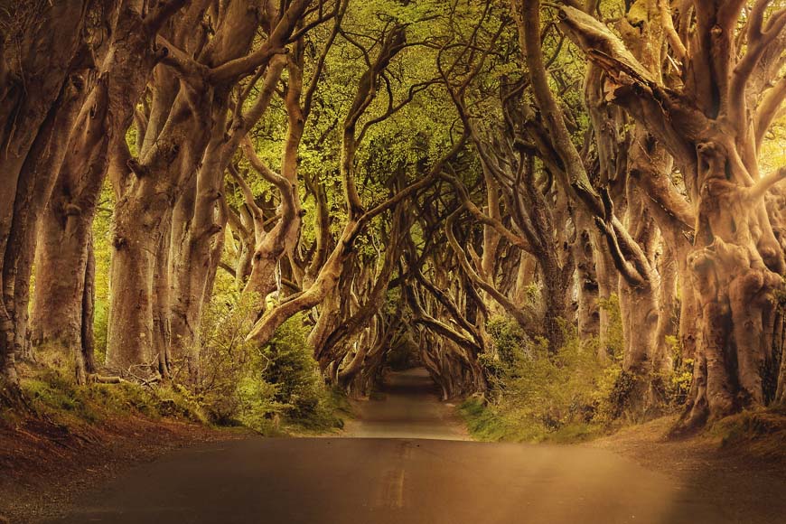 The Dark Hedges Ireland © DarkWorkX, Pixabay