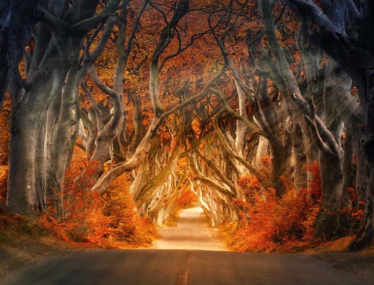 The Dark Hedges, Ireland © jplenio, Pixabay