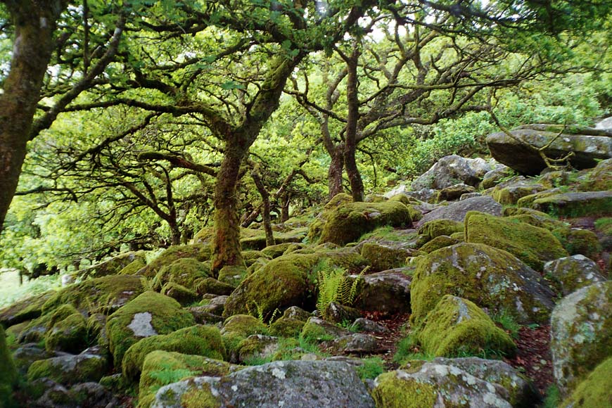 Wistman's Wood, Devon © Bethan, Flickr
