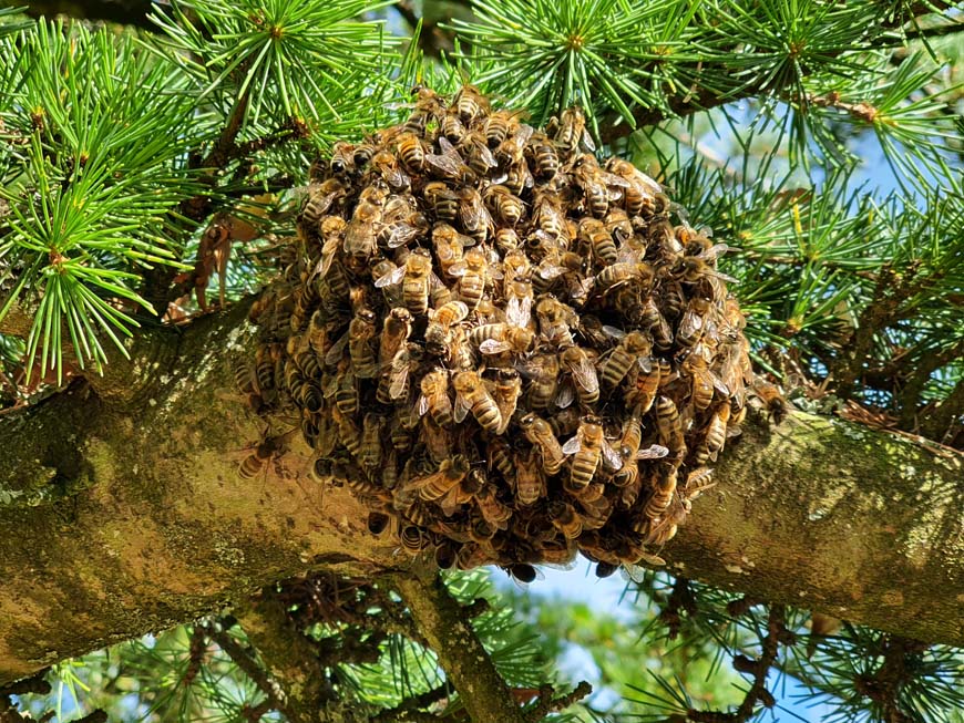 Bees swarming, Findon Place West Sussex © rosemaryandporkbelly.co.uk