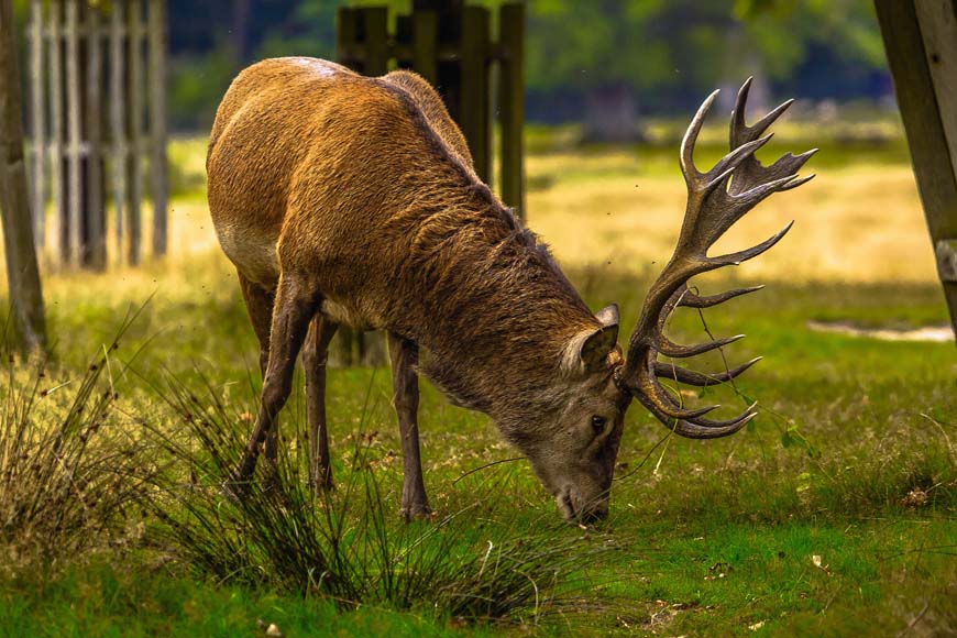 Deer in Richmond Park, London UK © Roman Grac, Pixabay