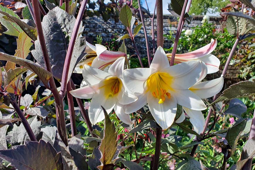 Lilies, Findon Place West Sussex © rosemaryandporkbelly.co.uk