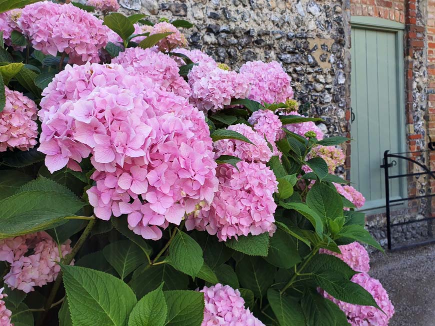 Pink hydrangea Findon Place West Sussex © rosemaryandporkbelly.co.uk