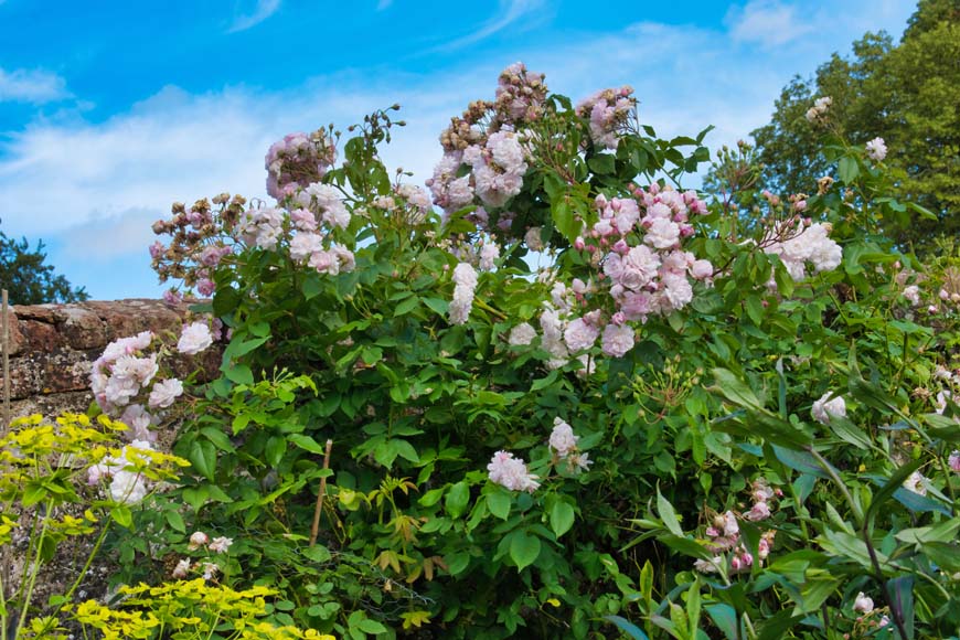 Pink roses, Findon Place West Sussex © rosemaryandporkbelly.co.uk