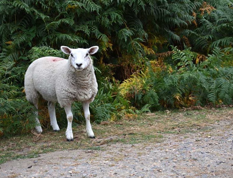 Sheep, Ashdown Forest © rosemaryandporkbelly.co.uk