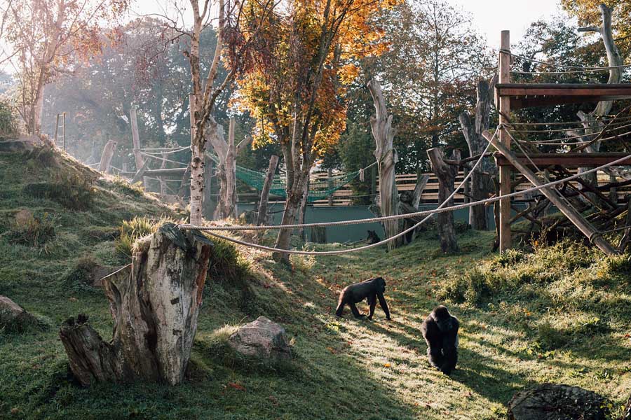 Gorillas at Jersey Zoo © Max Burnett, Visit Jersey