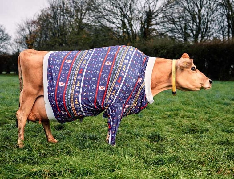 Jersey cow in a jersey © Max Burnett, Visit Jersey