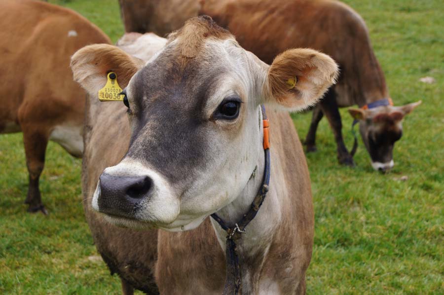 Jersey cows © Ari Kejonen, Pixabay