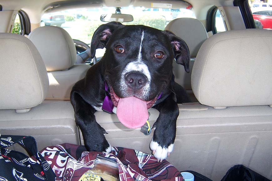 Dog in back of car © Tess DeGroot, Pixabay
Dog-friendly cottages