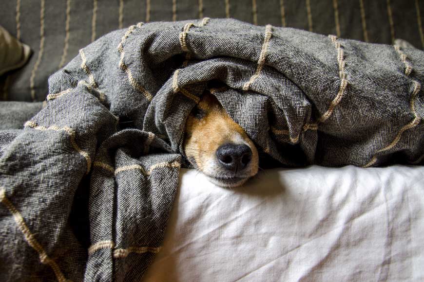 Dog under a blanket © Fale Llorente Almansa, Pixabay