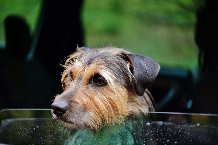 Terrier dog in car © Yvonne Huijbens, Pixabay