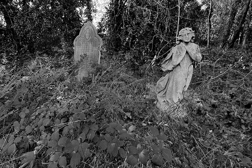 Brighton Extra Mural Cemetery graves covered in undergrowth