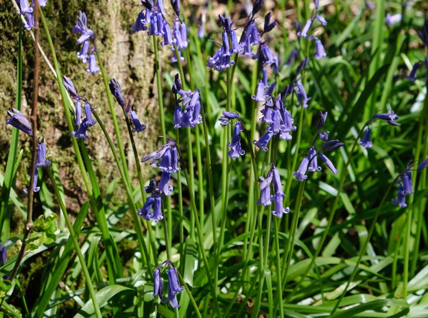 Bluebells, Cuckoo Trail Esat Sussex ©rosemaryandporkbelly