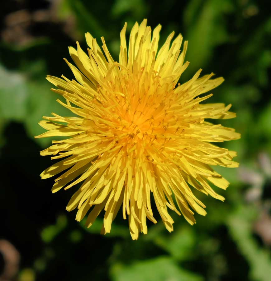Dandelion ©rosemaryandporkbelly