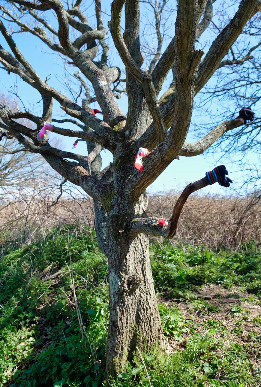 Lost sock tree, Cuckoo Trail East Sussex ©rosemaryandporkbelly