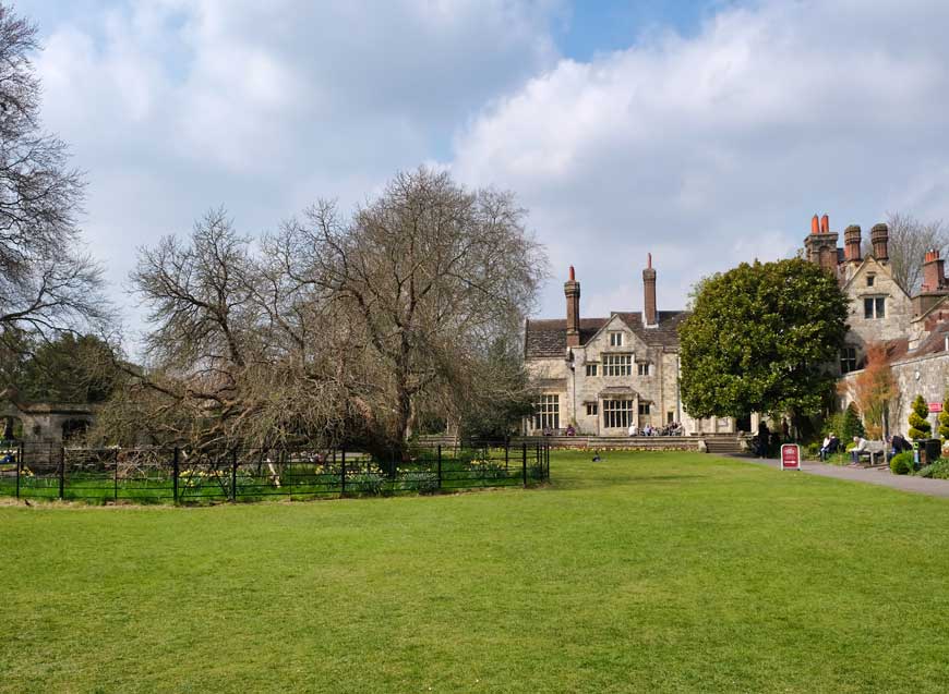 Mulberry tree at Southover Grange Gardens Lewes East Sussex