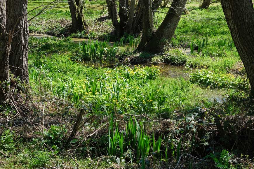 Wetland, Cuckoo Trail East Sussex ©rosemaryandporkbelly