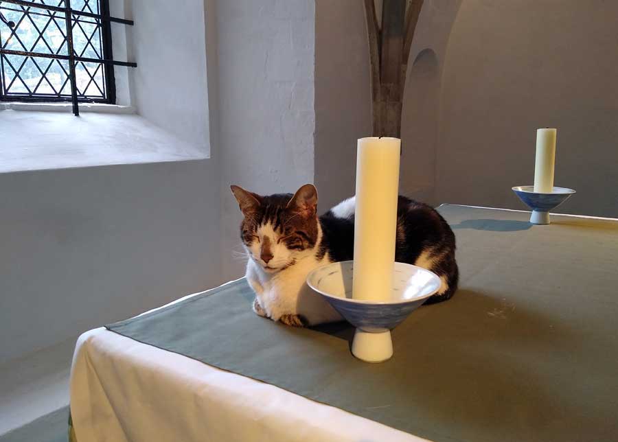 Norwich Cathedral cat Norfolk UK ©rosemaryandporkbelly