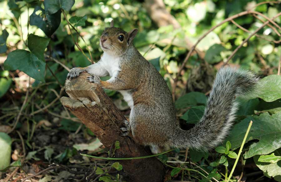 Squirrel St Anne's Well gardens Hove