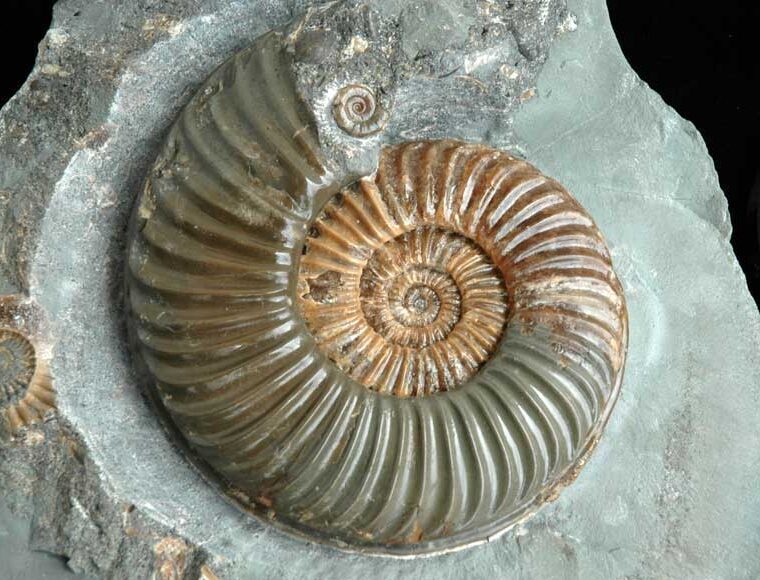 Ammonite fossil