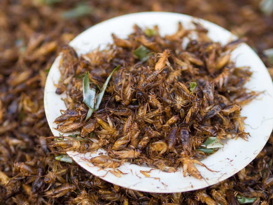 Deep fried crickets Thailand