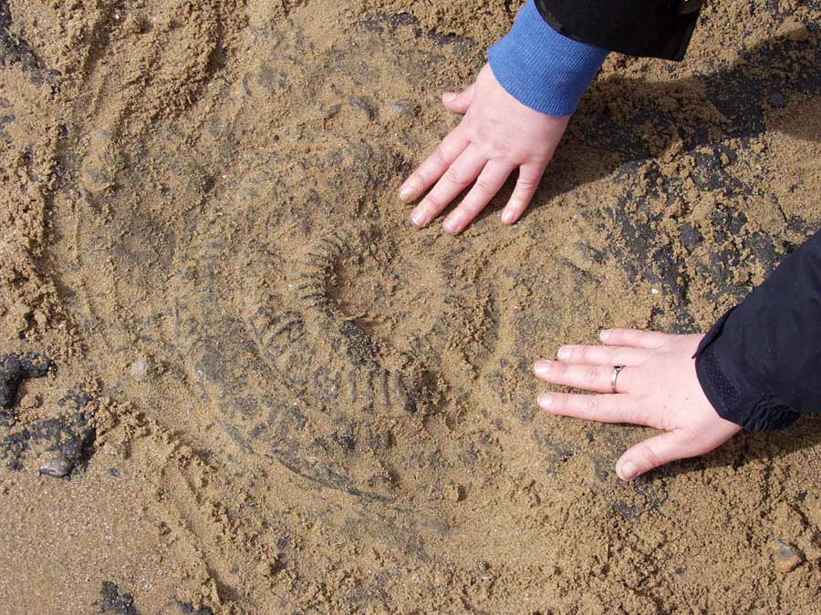 Fossil found near to Coatham, Redcar, Yorkshire