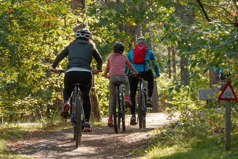 Cycling in a forest