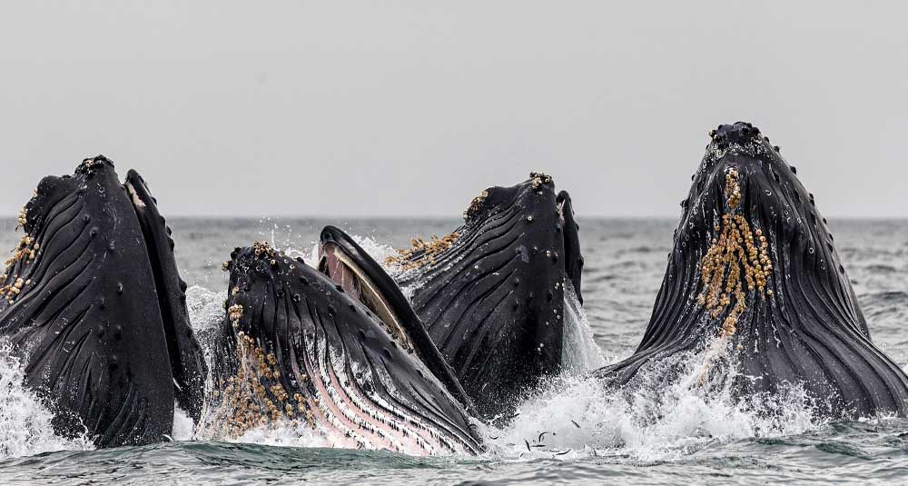Whales
