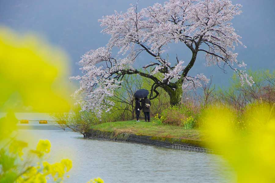 Cherry blossom Lake Biwa Japan 