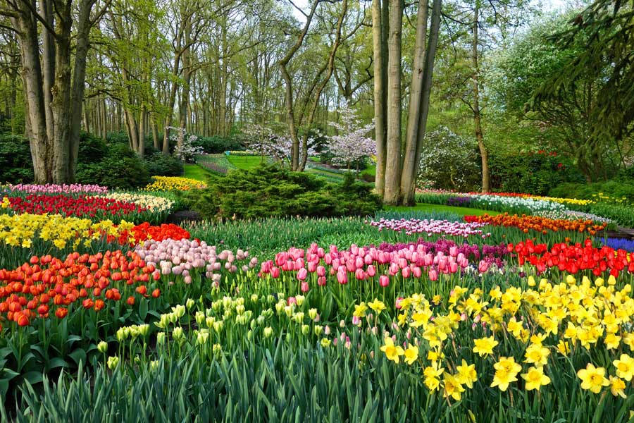 Flowers at Keukenhof Gardens Netherlands