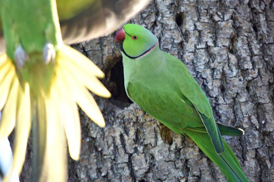 Parakeets of Ramsgate Kent UK ©rosemaryandporkbelly