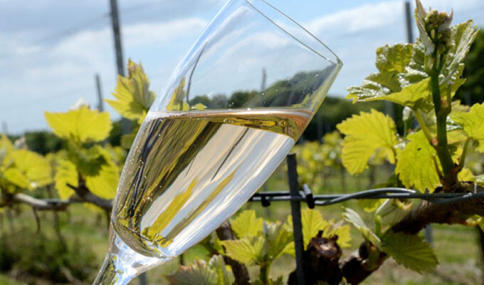 A glass of English wine amongst the vines