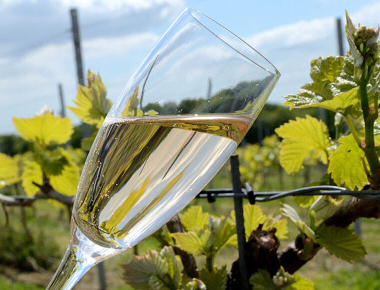 A glass of English wine amongst the vines