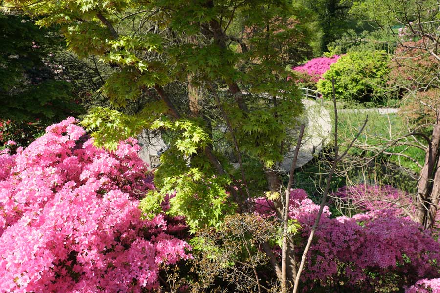 Above the water gardens at Wakehurst West Sussex