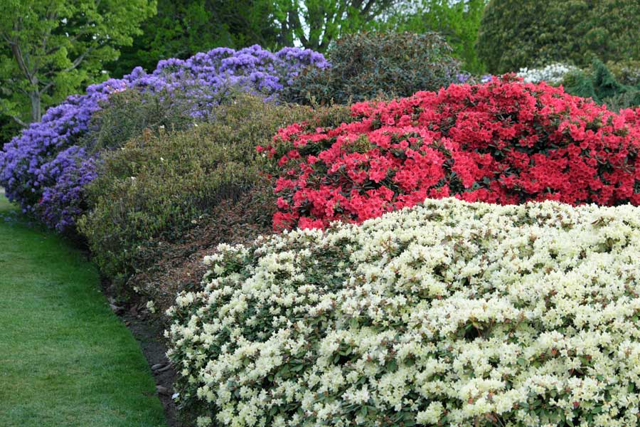 Azaleas in bloom at Wakehurst West Sussex