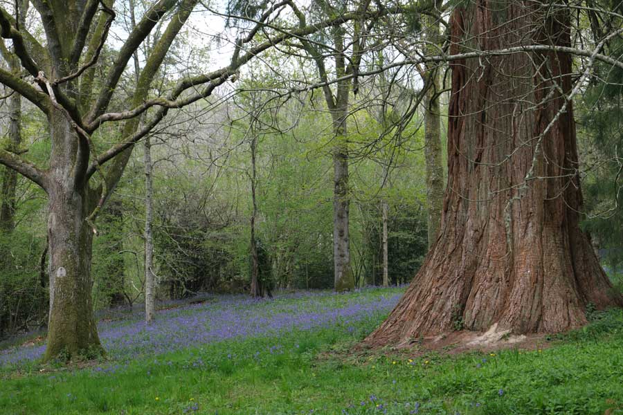 Bluebell wood Wakehurst West Sussex