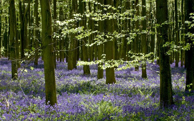 Bluebells and beech woods at Wepham woods, Angmering West Sussex