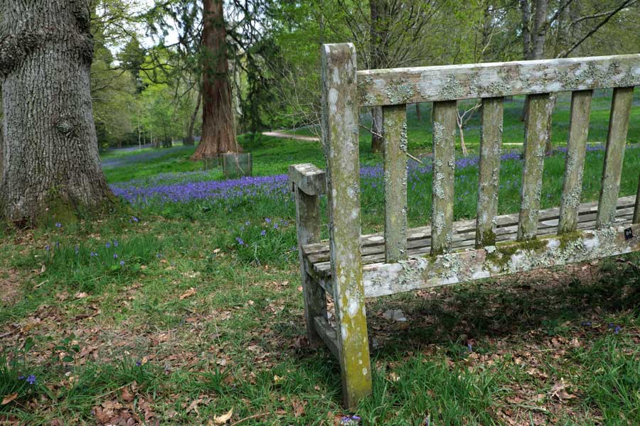 Bluebells and bench Wakehurst West Sussex