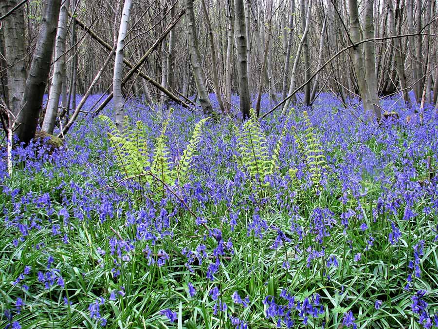Bluebells and ferns in chestnut coppice, Thorp's Wood Cripps Corner, Sussex