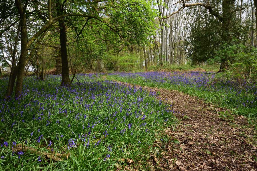 Bluebells at Ashington Sussex © rosemaryandporkbelly